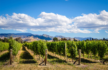 AAT Kings: New Zealand's Southern Sounds - Small Group Tour Image 2