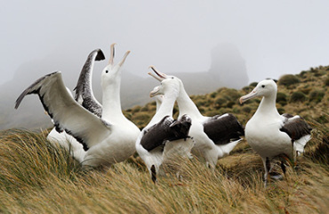 Southern Coast and Stewart Island Nature Tour Image 3