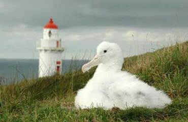 Southern Coast and Stewart Island Nature Tour Image 2