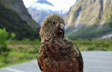 Southern Highlights Tour including Milford Sound Image 4
