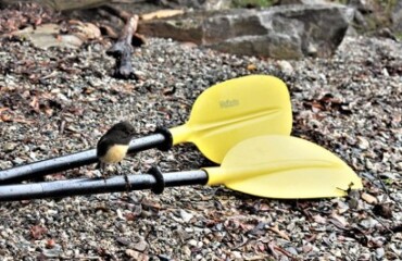 The Wild West Coast Image 4