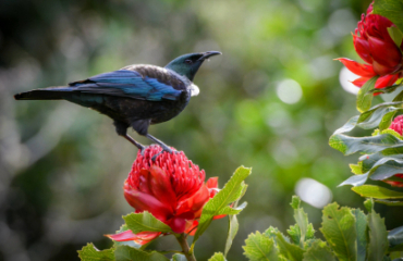 Natural New Zealand Image 2