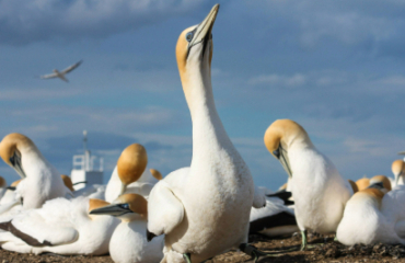Birds of the North Island Tour Image 5