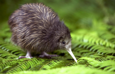 Kiwi Highlights Tour Image 3