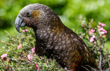 Northland Treasures Escape Image 2