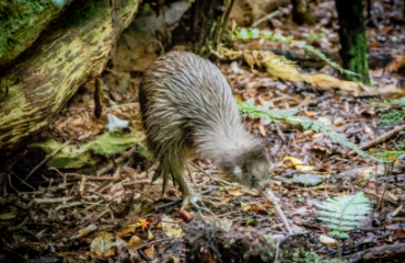 Explore New Zealand Image 4