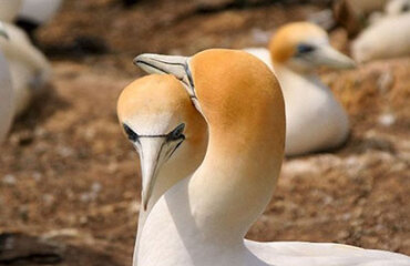 21 Day Ultimate North Island Tour Image 2
