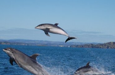 Bay of Islands and Rotorua Combo 5 Day Tour Image 5