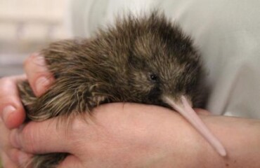 Intrepid Travel: Premium New Zealand South Island Image 2