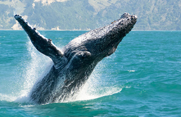 3 Day Christchurch, TranzAlpine and West Coast Glaciers to Queenstown Image 4