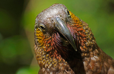 Aotearoa Explorer Image 3