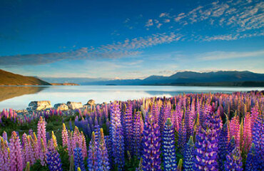 Taste of the South Island Image 2