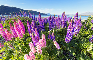 Grand Pacific 11 Day Ultimate South Island Christmas Image 3