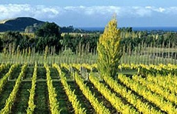 Queenstown to Auckland 16 day Wine Region Explorer Image 3