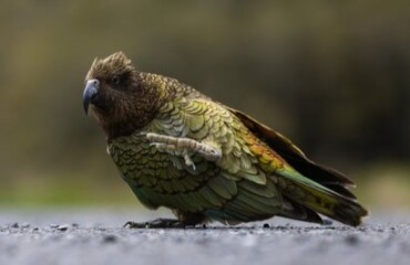 Glaciers, Mountains & Lakes Package Image 3