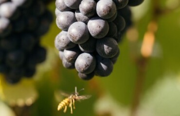 Central Otago Gold Tour Image 2