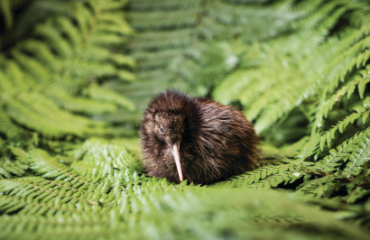 Auckland to Christchurch Discovery Tour Image 3