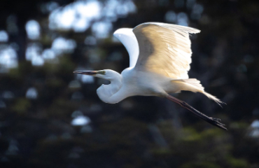 The Ultimate Birds of New Zealand Tour Image 5