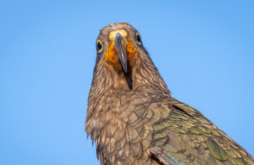 The Ultimate Birds of New Zealand Tour Image 4