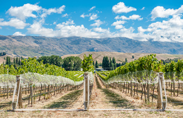 Christchurch to Queenstown Food and Wine Tour Image 2