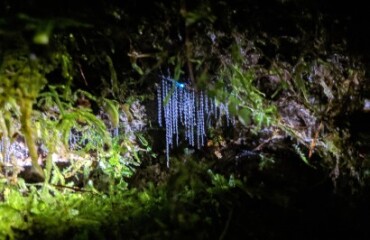 Auckland to Rotorua Journey via Waitomo and Hobbiton Image 2