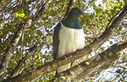 Southern Coast and Stewart Island Nature Tour Image 5