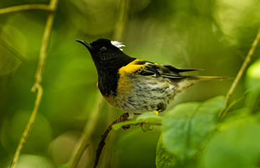 Birds of the North Island Tour Image 2