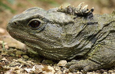 Southbound Highlights Image 4