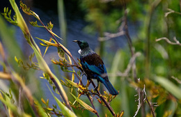 Click to view full image