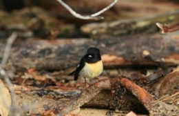 Click to view full image