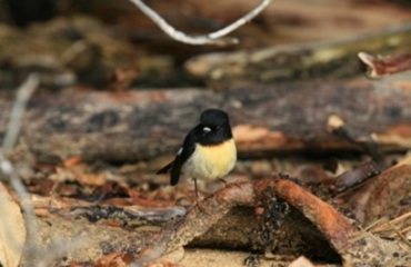 The Ultimate Birds of New Zealand Tour Image 3