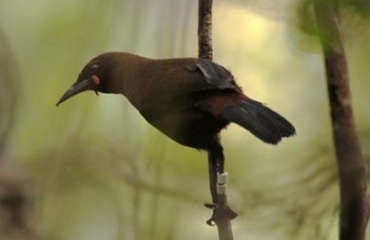 Birds of the South Island Tour Image 5