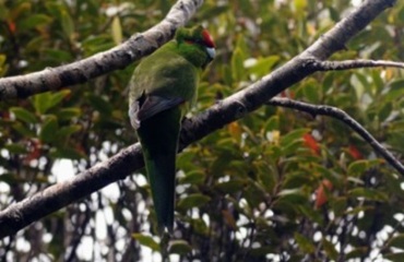 Birds of the South Island Tour Image 4