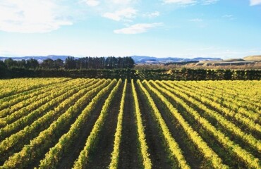 South Island Luxury Wine Adventure Image 5