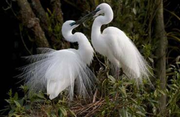 Birds of the South Island Tour Image 2