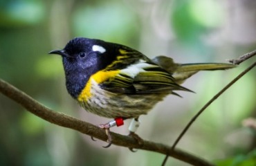 The Ultimate NZ Coastal Safari Image 2