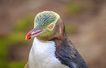 15 Day South Island Natural Discovery Image 2