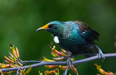 21 Day Ultimate North Island Tour Image 5