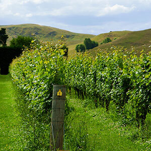 Auckland to Wellington Food & Wine Trail