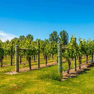 Discover Aotearoa