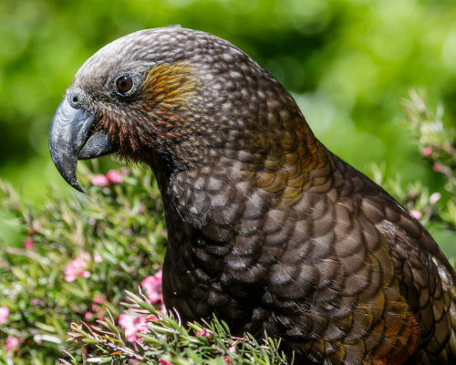 Southern Natural Wonders Tour