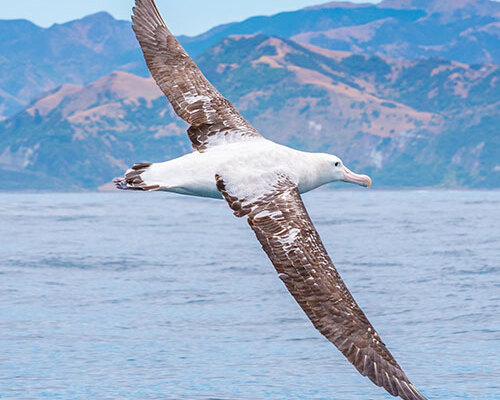 Southern Scenic Wonders & Wildlife Tour