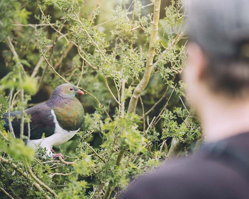 Birds of the North Island Tour