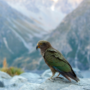 Highlights of the South Island Tour