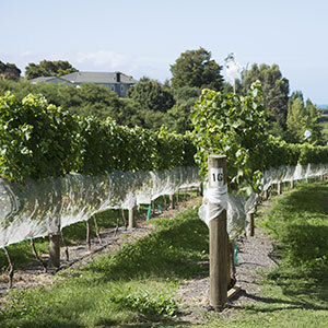 14 day New Zealand Grand