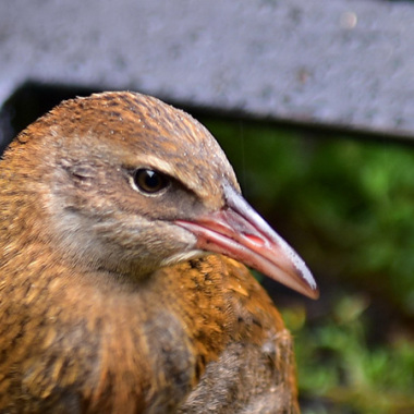 Weka, native birdlife