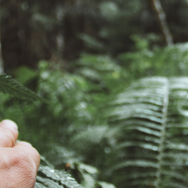 Walking amongst the fern