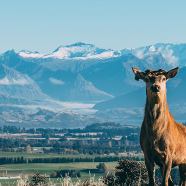 Deer in New Zealand