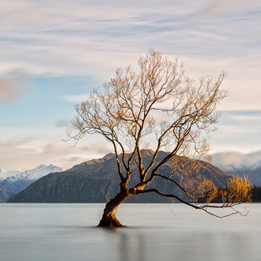 Wanaka Tree