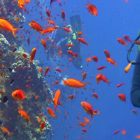 Snorkeller at the Great Barrier Reef